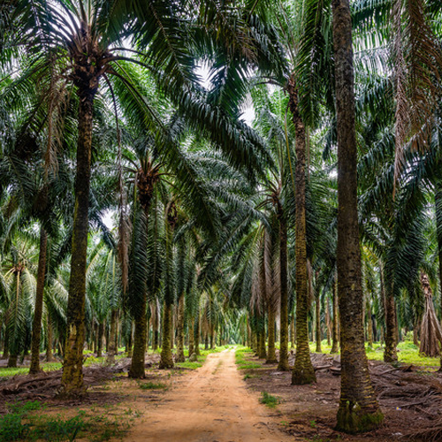 huile de palme