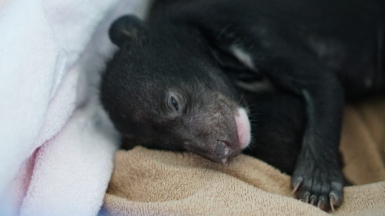 VIETNAM: À Nin Binh, découvrez la forêt des ours et les oursons Mi et Tam