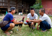 VIETNAM: Un autre regard photographique sur les combats de coqs