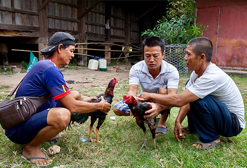 VIETNAM: Un autre regard photographique sur les combats de coqs