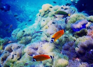 corail Thaïlande