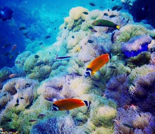 corail Thaïlande