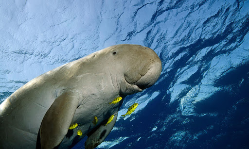 THAÏLANDE: Un bébé Dugong met le Royaume en émoi