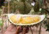 THAÏLANDE – EUROPE: Panique en Allemagne à cause d’une cargaison de durian Durian Thaïlande