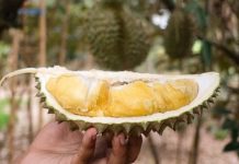 Durian Thaïlande