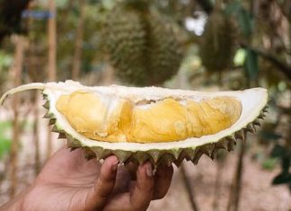 Durian Thaïlande