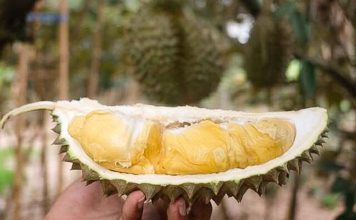 THAÏLANDE – SOCIÉTÉ : Demain, des durians sans odeur ? Durian Thaïlande