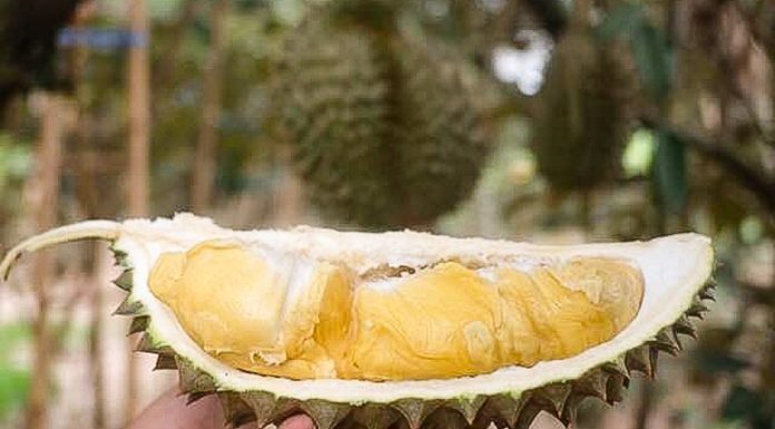 THAÏLANDE – EUROPE: Panique en Allemagne à cause d’une cargaison de durian Durian Thaïlande