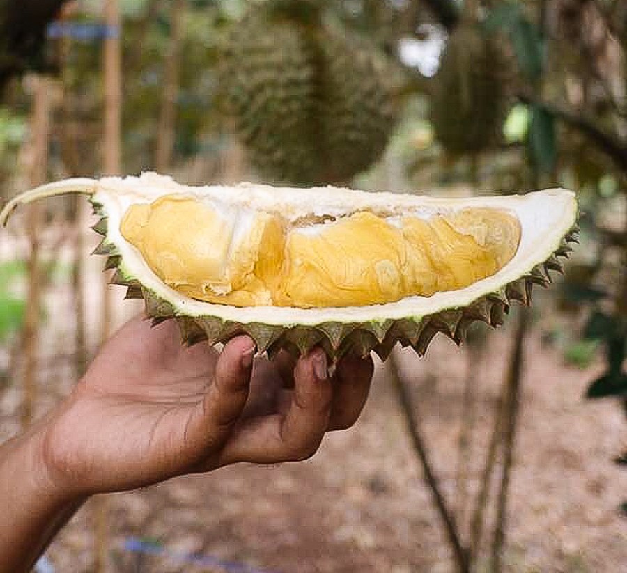 Durian Thaïlande