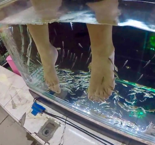 SANTÉ: Méfiez-vous des «fish-pedicure» thaïlandais