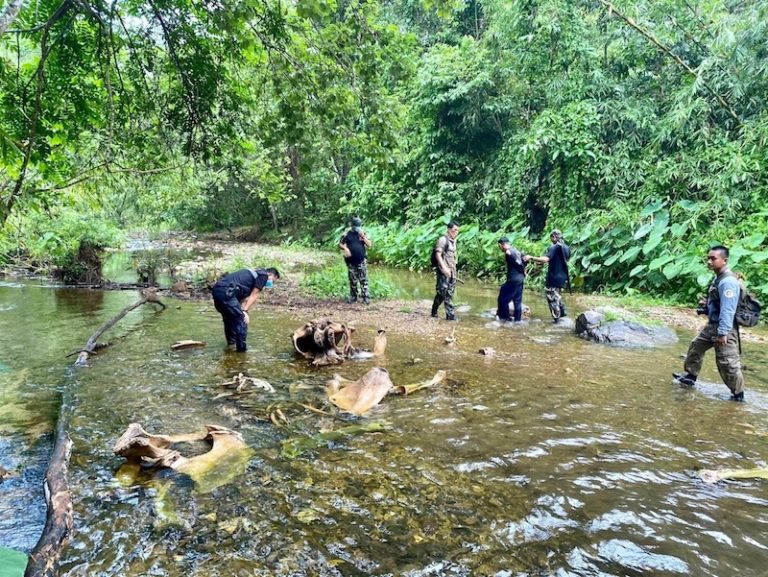 THAÏLANDE – ENVIRONNEMENT: La chasse à l’éléphant se poursuit à Kaeng Krachan
