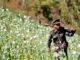 opium Birmanie