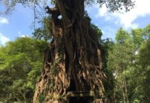 CAMBODGE – ENVIRONNEMENT: La déforestation au pays d’Angkor filmée par Al Jazeera