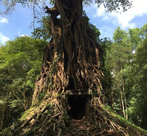 CAMBODGE – ENVIRONNEMENT: La déforestation au pays d’Angkor filmée par Al Jazeera