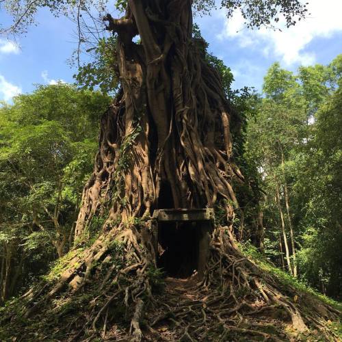 CAMBODGE – ENVIRONNEMENT: La déforestation au pays d’Angkor filmée par Al Jazeera