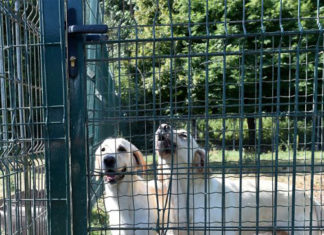 THAÏLANDE – MALTRAITANCE: Un français accusé d’avoir euthanasié 22 chiens à Buriram