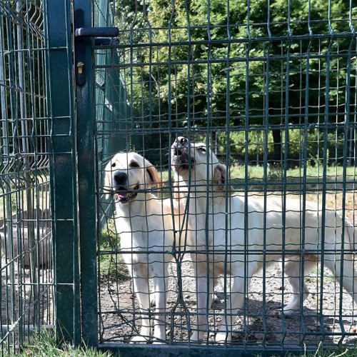THAÏLANDE – MALTRAITANCE: Un français accusé d’avoir euthanasié 22 chiens à Buriram