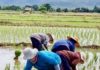 PHILIPPINES – POLITIQUE: Les grands propriétaires, premiers fans du populiste Duterte