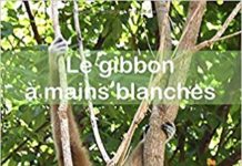 THAÏLANDE – NATURE: Le Gibbon à mains blanches a maintenant son biographe