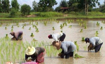 THAÏLANDE – ENVIRONNEMENT: Ce qui se passe dans le royaume avec le glyphosate
