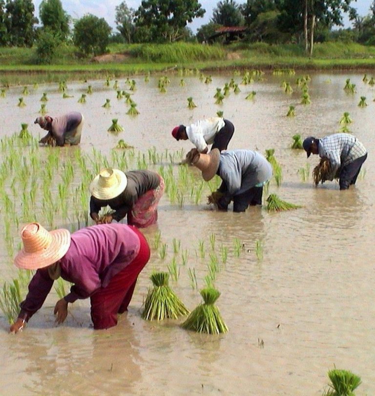 THAÏLANDE – ENVIRONNEMENT: Ce qui se passe dans le royaume avec le glyphosate