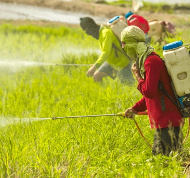 THAÏLANDE – ENVIRONNEMENT: Le grand retour du glyphosate dans le royaume