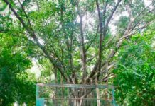 CAMBODGE – FRANCE: Le patrimoine et la botanique se retrouvent à Phnom Penh le 21 septembre