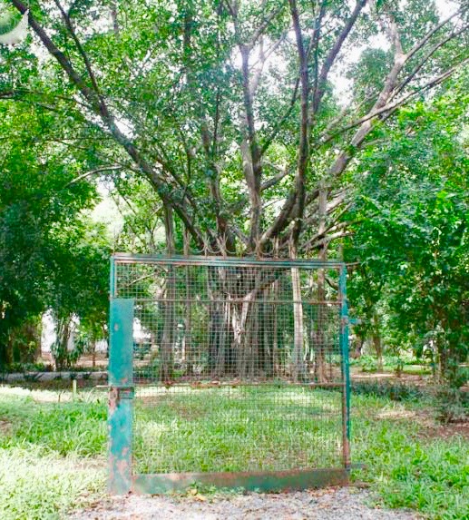 CAMBODGE – FRANCE: Le patrimoine et la botanique se retrouvent à Phnom Penh le 21 septembre