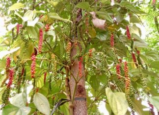 LAOS – GASTRONOMIE : Découvrir le poivre du plateau des Bolovens