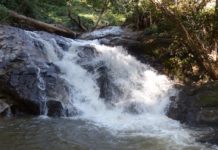 THAÏLANDE – TOURISME: Ces tigres qui rendent Chiang Mai sauvage