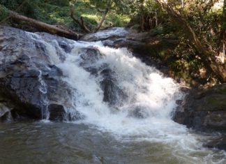 THAÏLANDE – TOURISME: Ces tigres qui rendent Chiang Mai sauvage