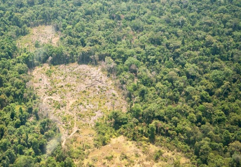 CAMBODGE – SOCIÉTÉ : La déforestation, ce mal cambodgien qui décourage les États-Unis
