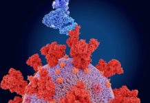 coronavirus
