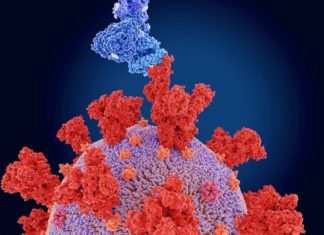 CAMBODGE – CORONAVIRUS: Les travailleurs migrants accusés de propager le variant indien de la Covid coronavirus