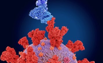 CAMBODGE – CORONAVIRUS: Les travailleurs migrants accusés de propager le variant indien de la Covid coronavirus