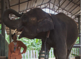 THAÏLANDE L’appel de détresse de la fondation Friends of the Asian Elephants a été entendu