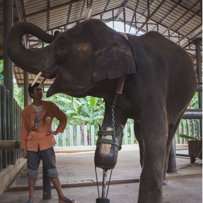 THAÏLANDE L’appel de détresse de la fondation Friends of the Asian Elephants a été entendu