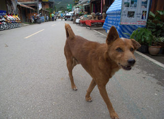 THAILANDE Bientôt un million de chiens errants