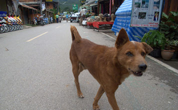 THAILANDE Bientôt un million de chiens errants