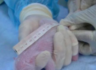 MALAISIE – SOCIÉTÉ: Le zoo de Kuala Lumpur voit naitre un bébé panda