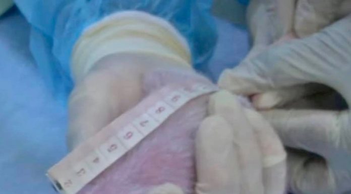 MALAISIE – SOCIÉTÉ: Le zoo de Kuala Lumpur voit naitre un bébé panda