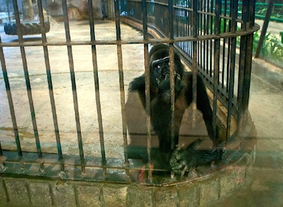 Bangkok : Bua Noi, 20 ans de prison dans le béton