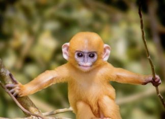 THAÏLANDE – TOURISME : A l’Unesco, la Thaïlande remporte la bataille de Kaeng Krachan