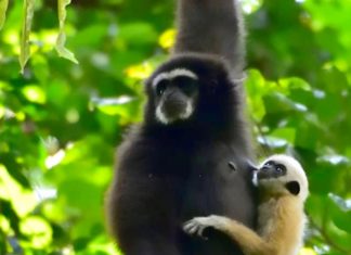 THAÏLANDE – TOURISME : En vue de la réouverture, les lauriers touristiques pleuvent sur la Thaïlande