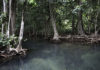 THAILANDE Protection des mangroves : une journée internationale pour célébrer la biodiversité