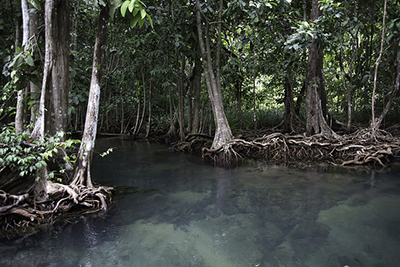 THAILANDE Protection des mangroves : une journée internationale pour célébrer la biodiversité