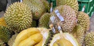 durian Thaïlande