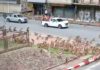 THAÏLANDE – SOCIÉTÉ : Les singes de Lopburi se battent entre eux et s’en prennent aux voitures