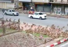 THAÏLANDE – SOCIÉTÉ : Les singes de Lopburi se battent entre eux et s’en prennent aux voitures