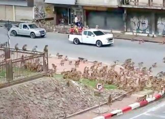 THAÏLANDE – SOCIÉTÉ : Les singes de Lopburi se battent entre eux et s’en prennent aux voitures